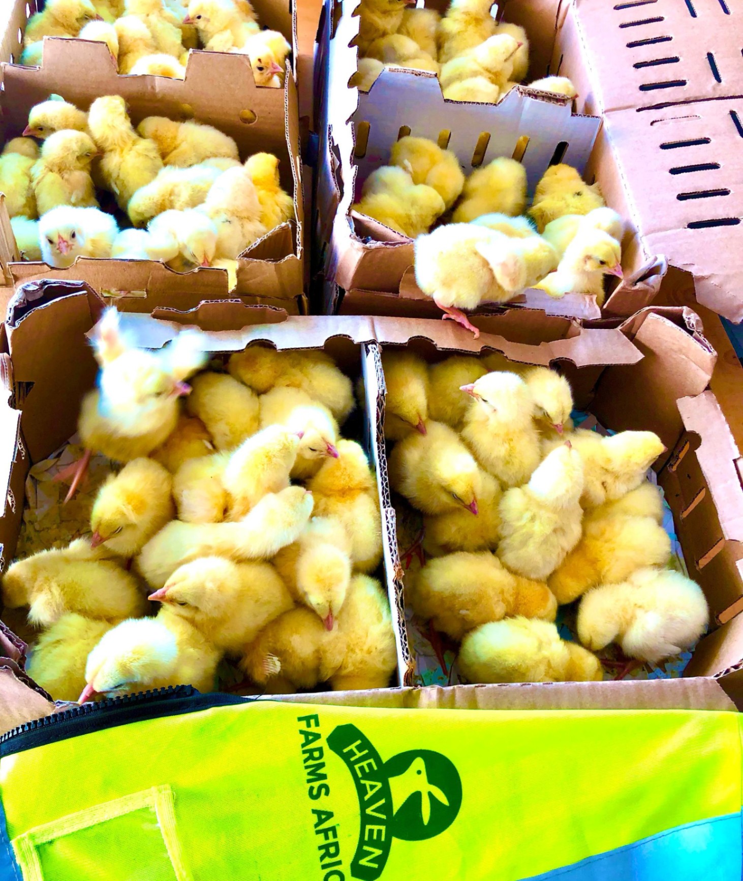 Heaven Farms Africa